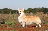 CORGI PEMBROKE 366